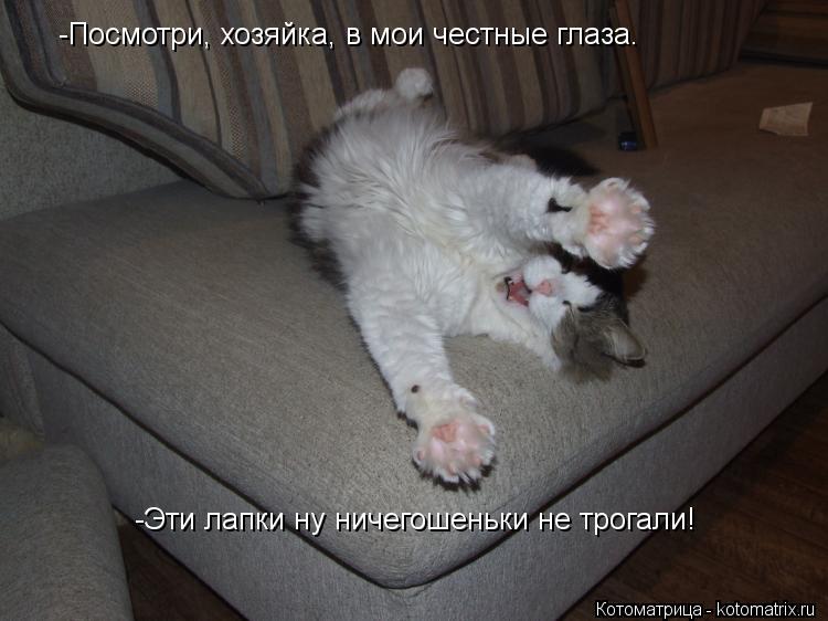 -Эти лапки ну ничегошеньки не трогали! -Посмотри, хозяйка, в мои честные глаза.... Котоматрица: -Эти лапки ну ничегошеньки не трогали! -Посмотри, хозяйка, в мои честные глаза.