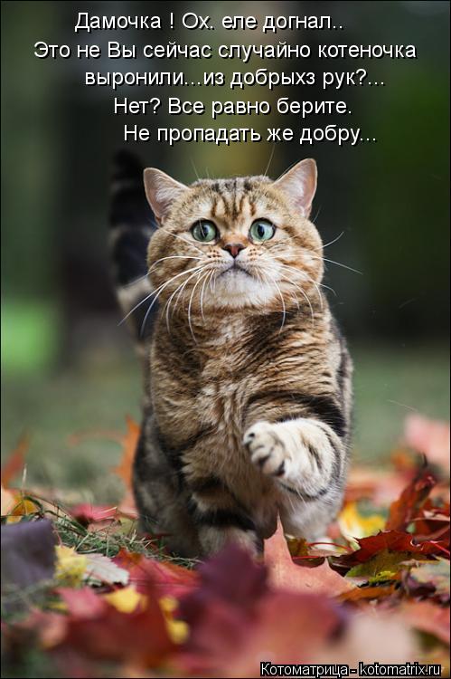 Котоматрица: Это не Вы сейчас случайно котеночка    выронили...из добрыхз рук?...  Дамочка ! Ох. еле догнал..  Нет? Все равно берите.   Не пропадать же добру...