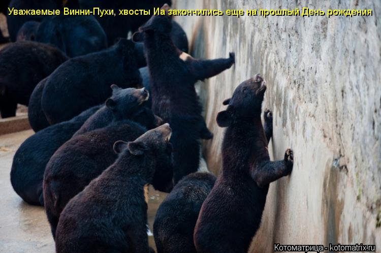 Уважаемые Винни-Пухи, хвосты Иа закончились еще на прошлый День рождения... Котоматрица: Уважаемые Винни-Пухи, хвосты Иа закончились еще на прошлый День рождения