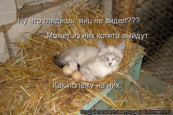 Ну что глядишь, яиц не видел??? Может из них котята выйдут. Как полежу на них.... Котоматрица: Ну что глядишь, яиц не видел??? Может из них котята выйдут. Как полежу на них.