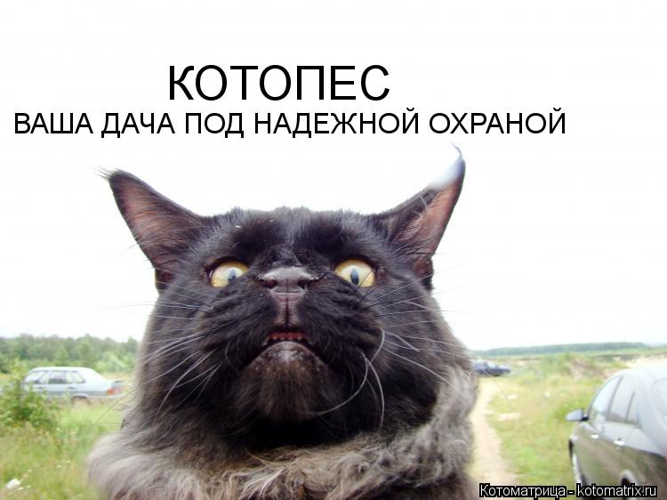 КОТОПЕС ВАША ДАЧА ПОД НАДЕЖНОЙ ОХРАНОЙ... Котоматрица: КОТОПЕС ВАША ДАЧА ПОД НАДЕЖНОЙ ОХРАНОЙ