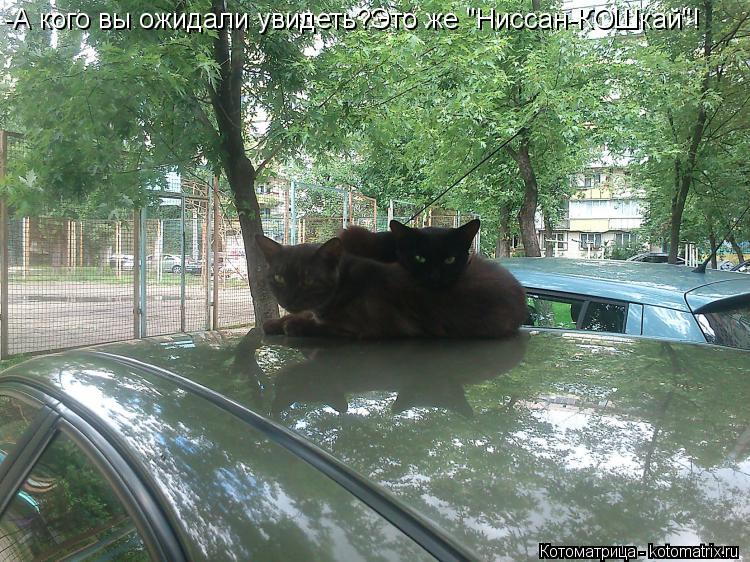 -А кого вы ожидали увидеть?Это же "Ниссан-КОШкай"!... Котоматрица: -А кого вы ожидали увидеть?Это же "Ниссан-КОШкай"!
