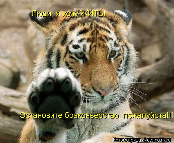 Люди, я хочу ЖИТЬ! Остановите браконьерство, пожалуйста!!!... Котоматрица: Люди, я хочу ЖИТЬ! Остановите браконьерство, пожалуйста!!!