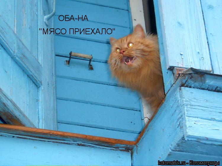 ОБА-НА "МЯСО ПРИЕХАЛО"... Котоматрица: ОБА-НА "МЯСО ПРИЕХАЛО"