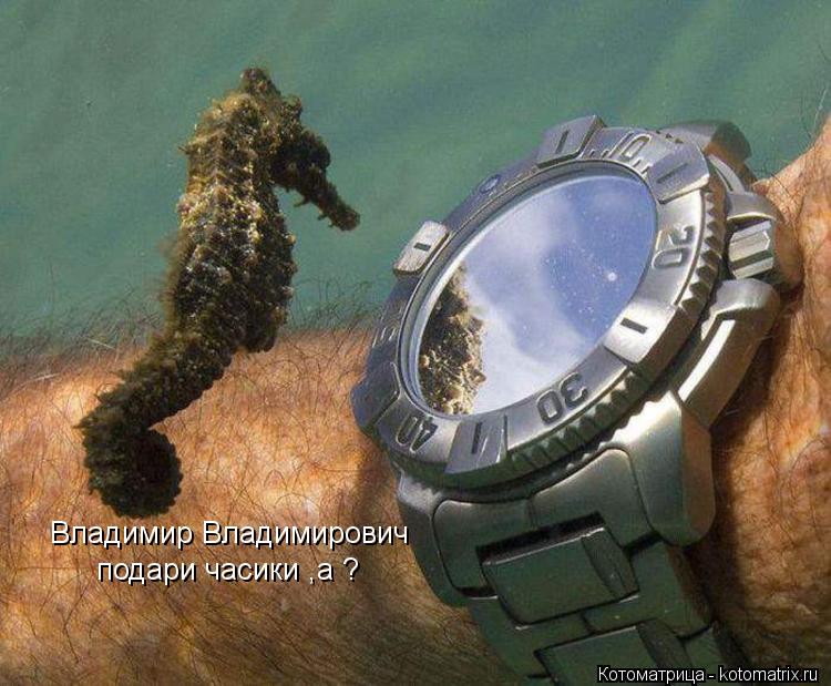 Владимир Владимирович подари часики ,а ?... Котоматрица: Владимир Владимирович подари часики ,а ?