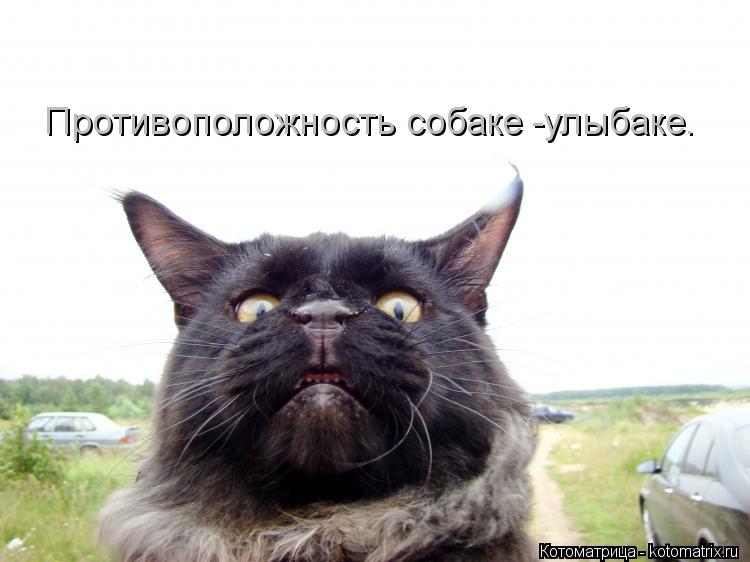 Противоположность собаке -улыбаке.... Котоматрица: Противоположность собаке -улыбаке.
