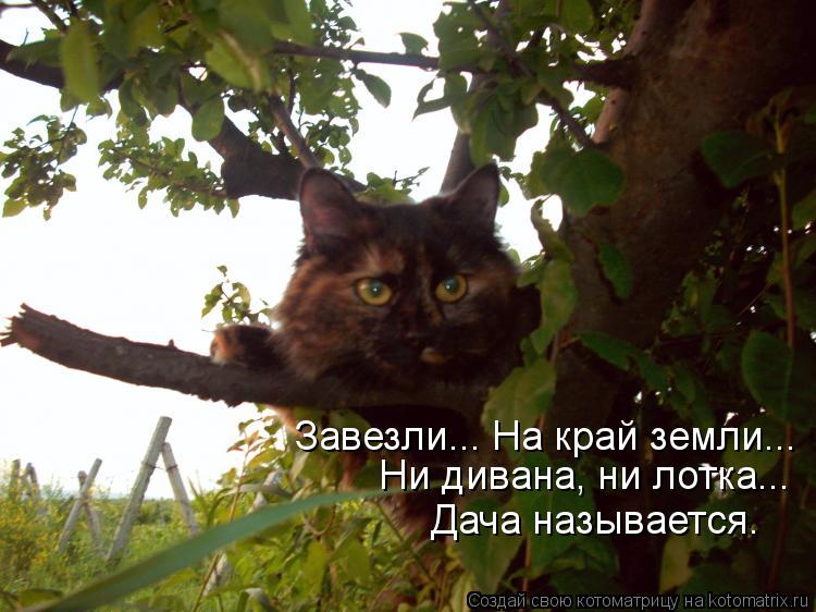 Завезли... На край земли... Ни дивана, ни лотка... Дача называется.... Котоматрица: Завезли... На край земли... Ни дивана, ни лотка... Дача называется.