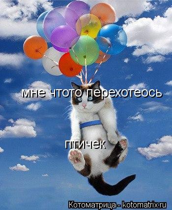 мне чтото перехотеось птичек... Котоматрица: мне чтото перехотеось птичек
