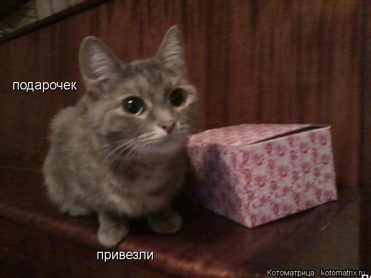 подарочек привезли подарок котику подарок котику подарок котику... Котоматрица: подарочек привезли подарок котику подарок котику подарок котику