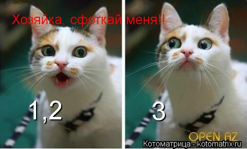 Хозяйка, сфоткай меня!! 1,2 3... Котоматрица: Хозяйка, сфоткай меня!! 1,2 3