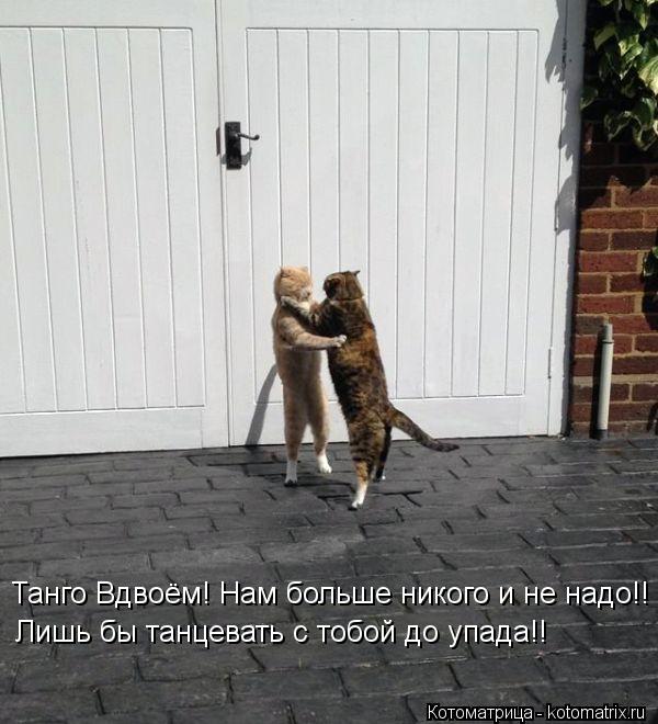 Танго Вдвоём! Нам больше никого и не надо!! Лишь бы танцевать с тобой до упада!!... Котоматрица: Танго Вдвоём! Нам больше никого и не надо!! Лишь бы танцевать с тобой до упада!!