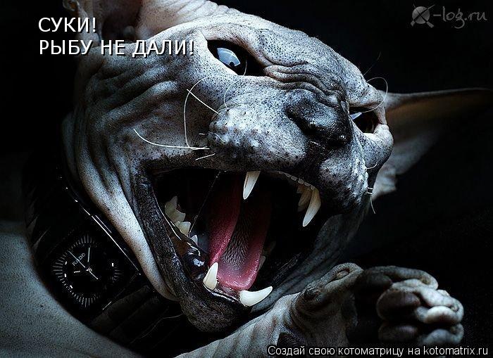 СУКИ! РЫБУ НЕ ДАЛИ!... Котоматрица: СУКИ! РЫБУ НЕ ДАЛИ!