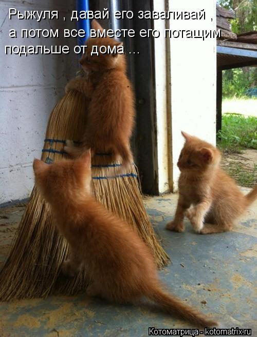 Рыжуля , давай его заваливай , а потом все вместе его потащим подальше от дома ...... Котоматрица: Рыжуля , давай его заваливай , а потом все вместе его потащим подальше от дома ...