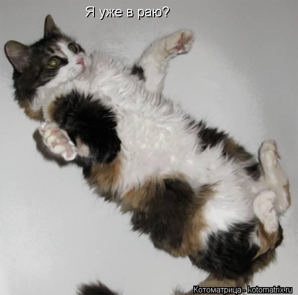Я уже в раю?... Котоматрица: Я уже в раю?