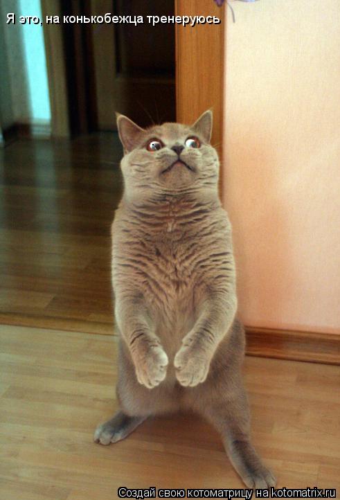Я это, на конькобежца тренеруюсь... Котоматрица: Я это, на конькобежца тренеруюсь