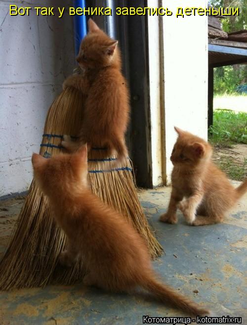 Вот так у веника завелись детеныши... Котоматрица: Вот так у веника завелись детеныши