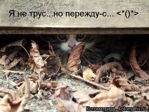 Я не трус...но пережду-с... <*()*>... Котоматрица: Я не трус...но пережду-с... <*()*>
