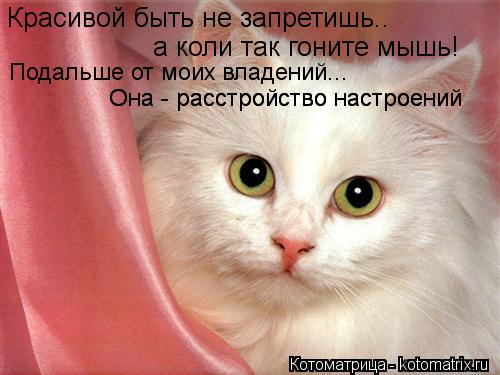 Красивой быть не запретишь.. а коли так гоните мышь! Подальше от моих владений... Она - расстройство ... Котоматрица: Красивой быть не запретишь.. а коли так гоните мышь! Подальше от моих владений... Она - расстройство настроений Она - расстройство настроений