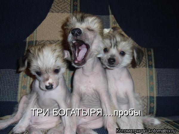 ТРИ БОГАТЫРЯ....пробы... Котоматрица: ТРИ БОГАТЫРЯ....пробы