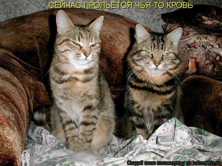 СЕЙЧАС ПРОЛЬЕТСЯ ЧЬЯ-ТО КРОВЬ... Котоматрица: СЕЙЧАС ПРОЛЬЕТСЯ ЧЬЯ-ТО КРОВЬ