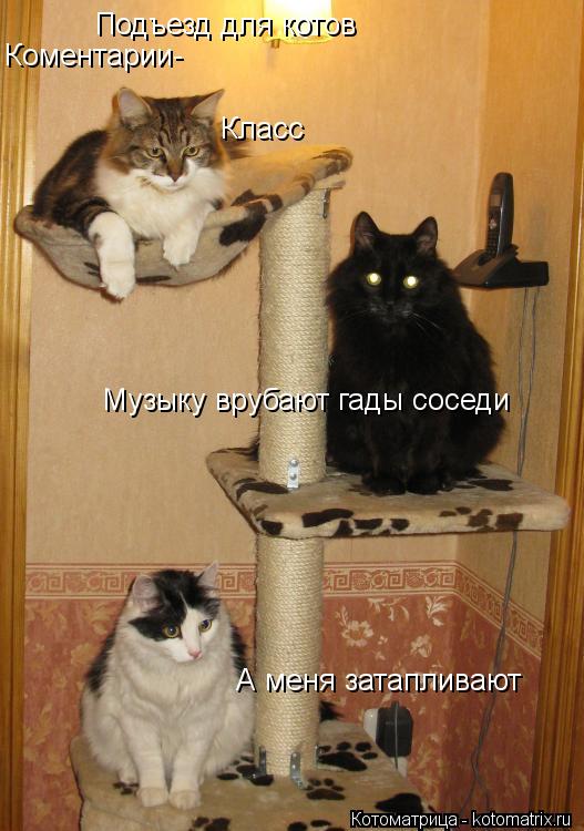 Подъезд для котов Коментарии- Класс Музыку врубают гады соседи А меня затапливают... Котоматрица: Подъезд для котов Коментарии- Класс Музыку врубают гады соседи А меня затапливают