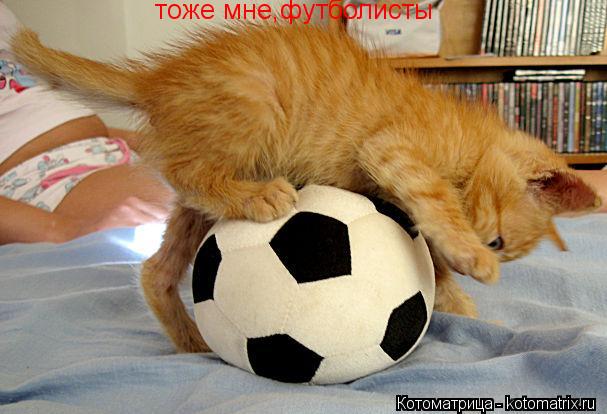 тоже мне,футболисты... Котоматрица: тоже мне,футболисты