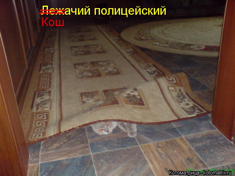 Лежачий полицейский ___ Кош ___... Котоматрица: Лежачий полицейский ___ Кош ___