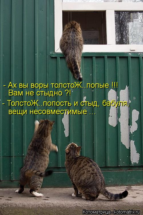 - Ах вы воры толстоЖ..попые !!! Вам не стыдно ?! - ТолстоЖ..попость и стыд, бабуля, вещи несовместимы... Котоматрица: - Ах вы воры толстоЖ..попые !!! Вам не стыдно ?! - ТолстоЖ..попость и стыд, бабуля, вещи несовместимые ...