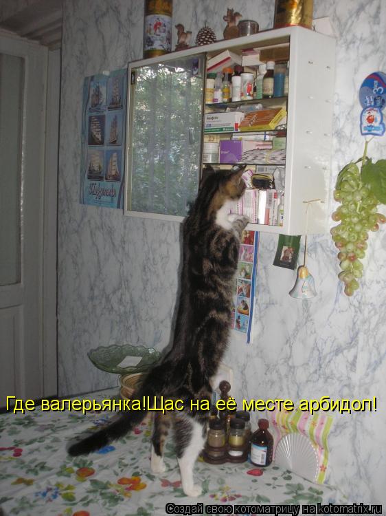Где валерьянка!Щас на её месте арбидол!... Котоматрица: Где валерьянка!Щас на её месте арбидол!