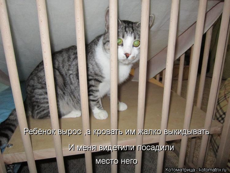 Ребёнок вырос ,а кровать им жалко выкидывать И меня видетили посадили место него... Котоматрица: Ребёнок вырос ,а кровать им жалко выкидывать И меня видетили посадили место него