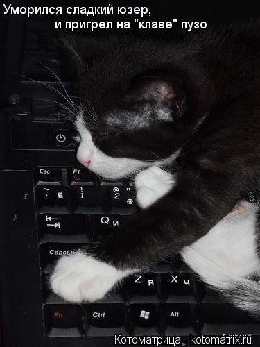 Уморился сладкий юзер, и пригрел на "клаве" пузо... Котоматрица: Уморился сладкий юзер, и пригрел на "клаве" пузо