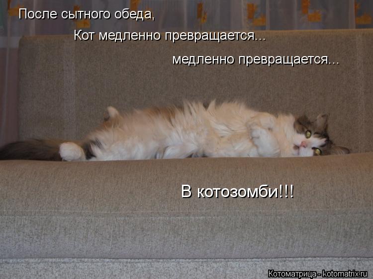После сытного обеда, Кот медленно превращается... медленно превращается... В котозомби!!!... Котоматрица: После сытного обеда, Кот медленно превращается... медленно превращается... В котозомби!!!