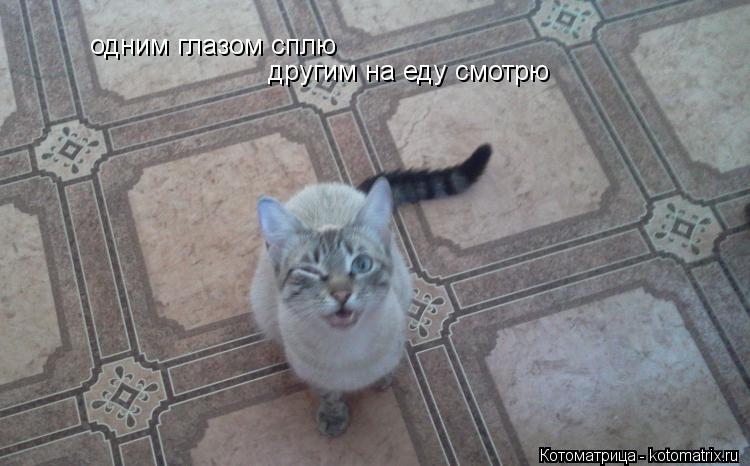 одним глазом сплю другим на еду смотрю... Котоматрица: одним глазом сплю другим на еду смотрю
