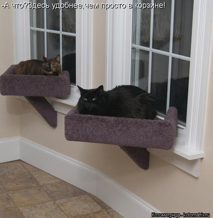 -А что?Здесь удобнее,чем просто в корзине!... Котоматрица: -А что?Здесь удобнее,чем просто в корзине!