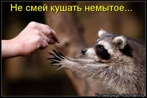 Не смей кушать немытое...... Котоматрица: Не смей кушать немытое...