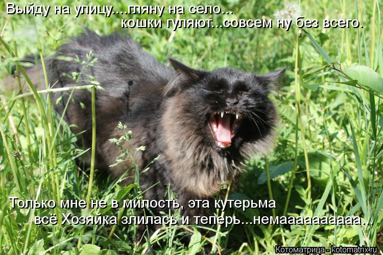 Выйду на улицу....гляну на село... кошки гуляют...совсем ну без всего. кошки гуляют...совсем ну без в... Котоматрица: Выйду на улицу....гляну на село... кошки гуляют...совсем ну без всего. кошки гуляют...совсем ну без всего. Только мне не в милость, эта кутерьма в