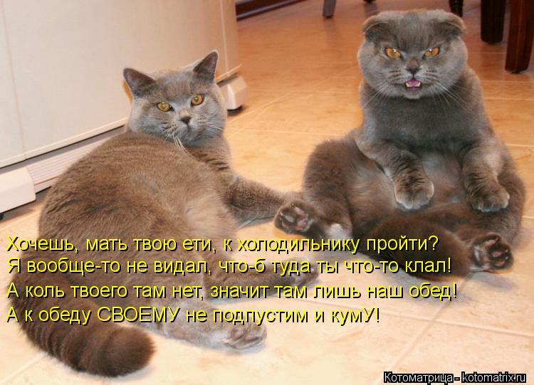 Хочешь, мать твою ети, к холодильнику пройти? Я вообще-то не видал, что-б туда ты что-то клал! А ... Котоматрица: Хочешь, мать твою ети, к холодильнику пройти? Я вообще-то не видал, что-б туда ты что-то клал! А коль твоего там нет, значит там лишь наш обед!
