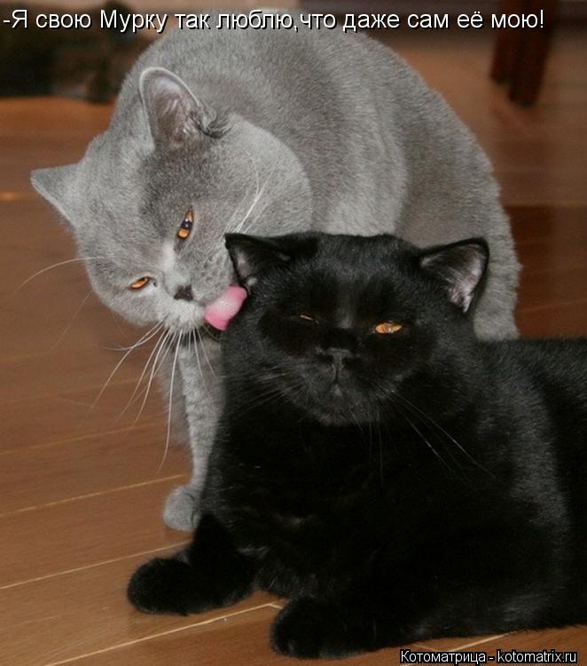 -Я свою Мурку так люблю,что даже сам её мою!... Котоматрица: -Я свою Мурку так люблю,что даже сам её мою!
