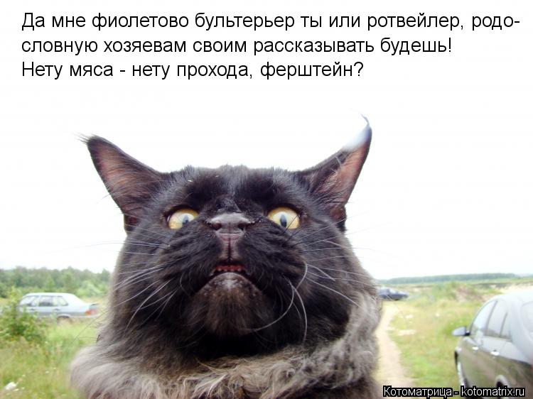 Да мне фиолетово бультерьер ты или ротвейлер, родо- словную хозяевам своим рассказывать будешь! Нету... Котоматрица: Да мне фиолетово бультерьер ты или ротвейлер, родо- словную хозяевам своим рассказывать будешь! Нету мяса - нету прохода, ферштейн?