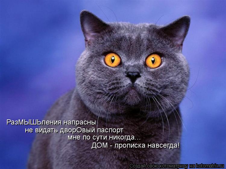 РазМЫШЬления напрасны не видать дворОвый паспорт мне по сути никогда... ДОМ - прописка навсегда!... Котоматрица: РазМЫШЬления напрасны не видать дворОвый паспорт мне по сути никогда... ДОМ - прописка навсегда!