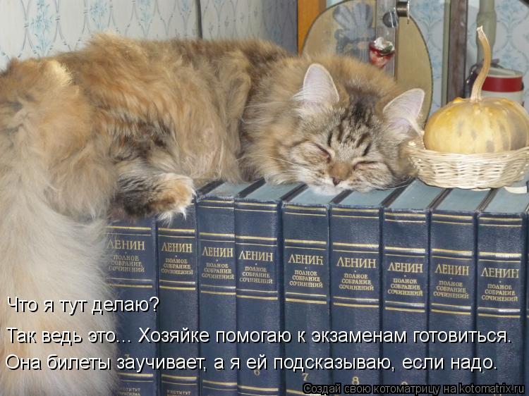 Так ведь это... Хозяйке помогаю к экзаменам готовиться. Она билеты заучивает, а я ей подсказываю, есл... Котоматрица: Так ведь это... Хозяйке помогаю к экзаменам готовиться. Она билеты заучивает, а я ей подсказываю, если надо. Что я тут делаю?