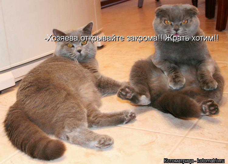 -Хозяева,открывайте закрома!! Жрать хотим!!... Котоматрица: -Хозяева,открывайте закрома!! Жрать хотим!!