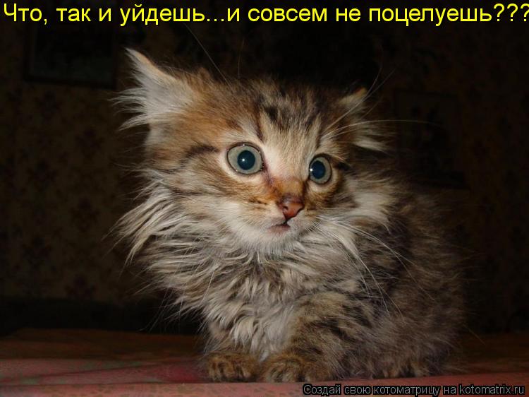 Что, так и уйдешь...и совсем не поцелуешь???... Котоматрица: Что, так и уйдешь...и совсем не поцелуешь???