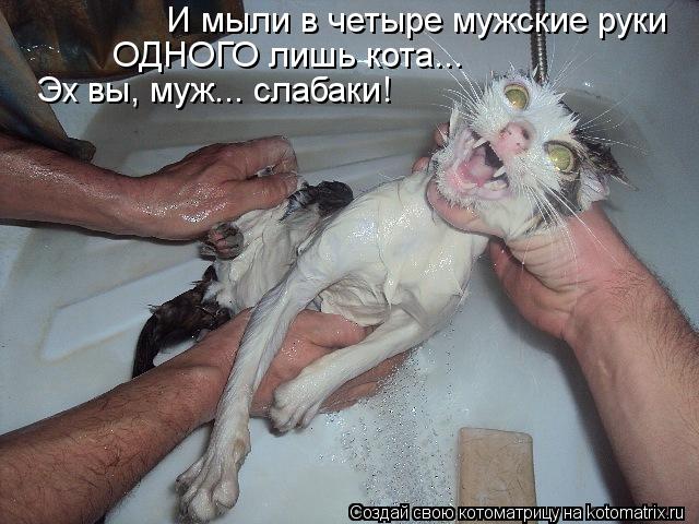Котоматрица: Эх вы, муж... слабаки! И мыли в четыре мужские руки ОДНОГО лишь кота...