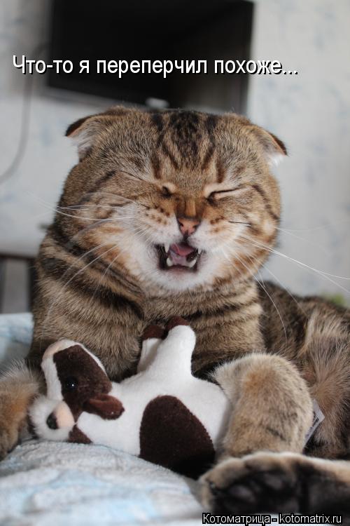 Что-то я переперчил похоже...... Котоматрица: Что-то я переперчил похоже...