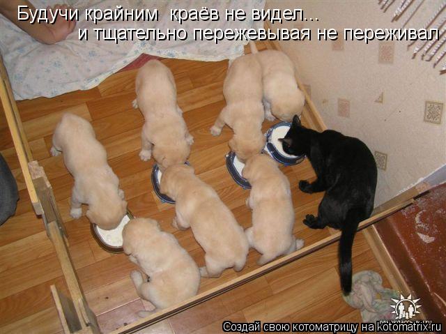 Котоматрица: Будучи крайним  краёв не видел... и тщательно пережевывая не переживал