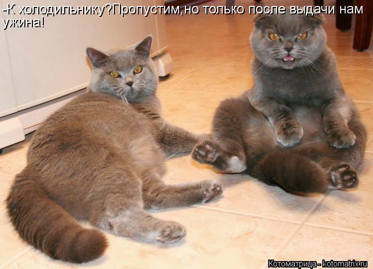 -К холодильнику?Пропустим,но только после выдачи нам ужина!... Котоматрица: -К холодильнику?Пропустим,но только после выдачи нам ужина!