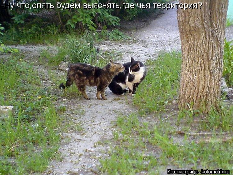 -Ну что,опять будем выяснять,где чья территория?... Котоматрица: -Ну что,опять будем выяснять,где чья территория?