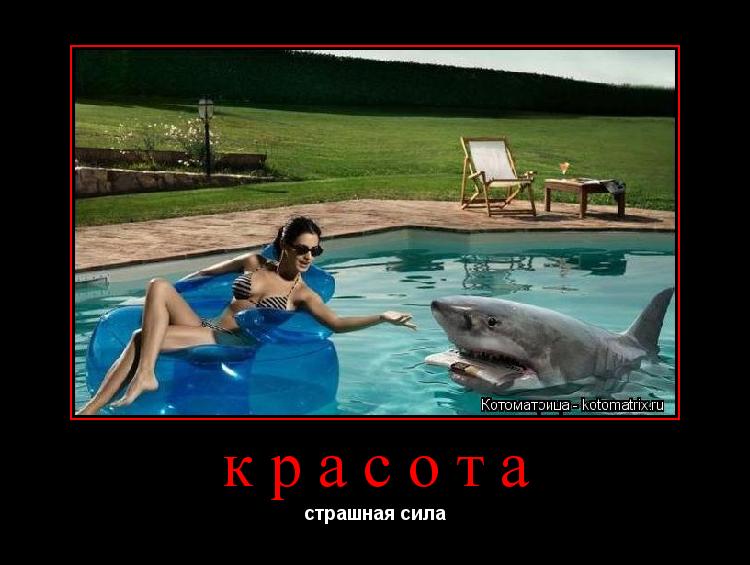 красота страшная сила... Котоматрица: красота страшная сила