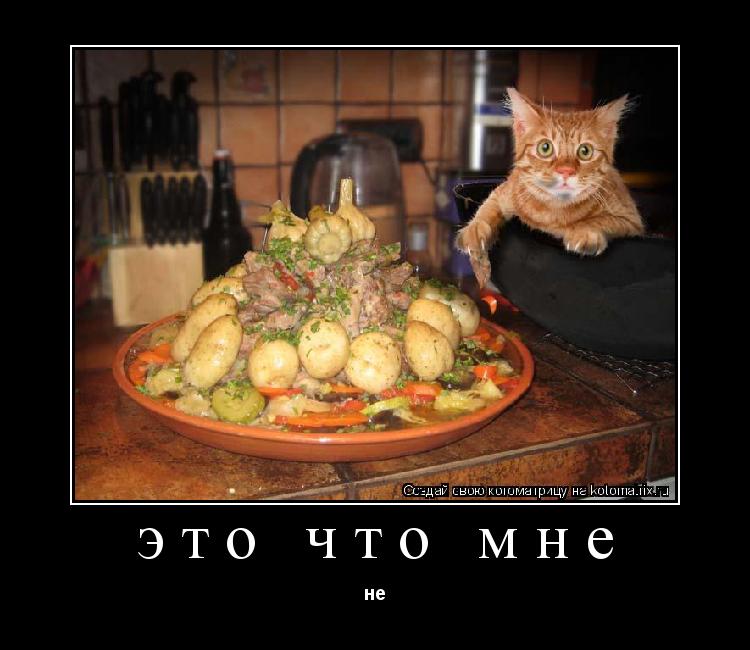 Котоматрица: это что мне не